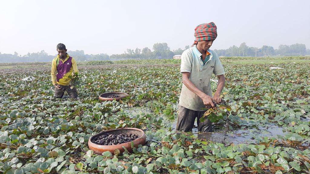 জলাবদ্ধ জমিতে পানিফল চাষ ভালো ফলনে কৃষকের হাসি