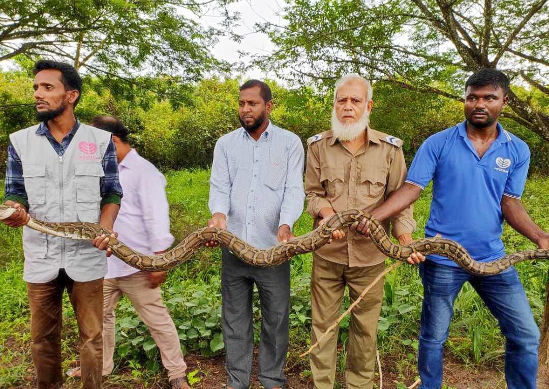 লোকালয় থেকে বিষধর গোখরো ও অজগর সাপ উদ্ধার 