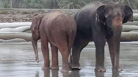 নদী সাঁতরে আসা হাতি দুটিকে এখনো বাগে আনা যায়নি