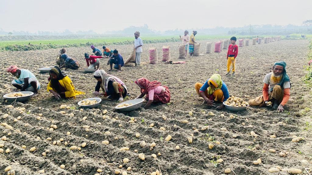 ধানের টাকায় আলু আবাদ করতে পারছেন না কৃষক