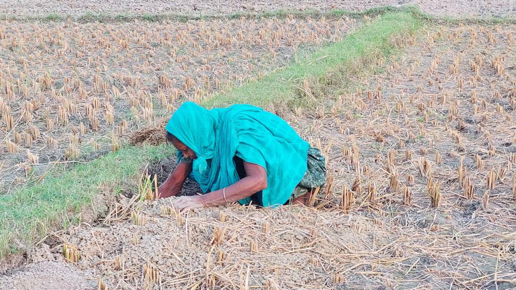 ইঁদুরের গর্ত খুঁড়েই আসে আয়মনার ছয় মাসের খোরাক