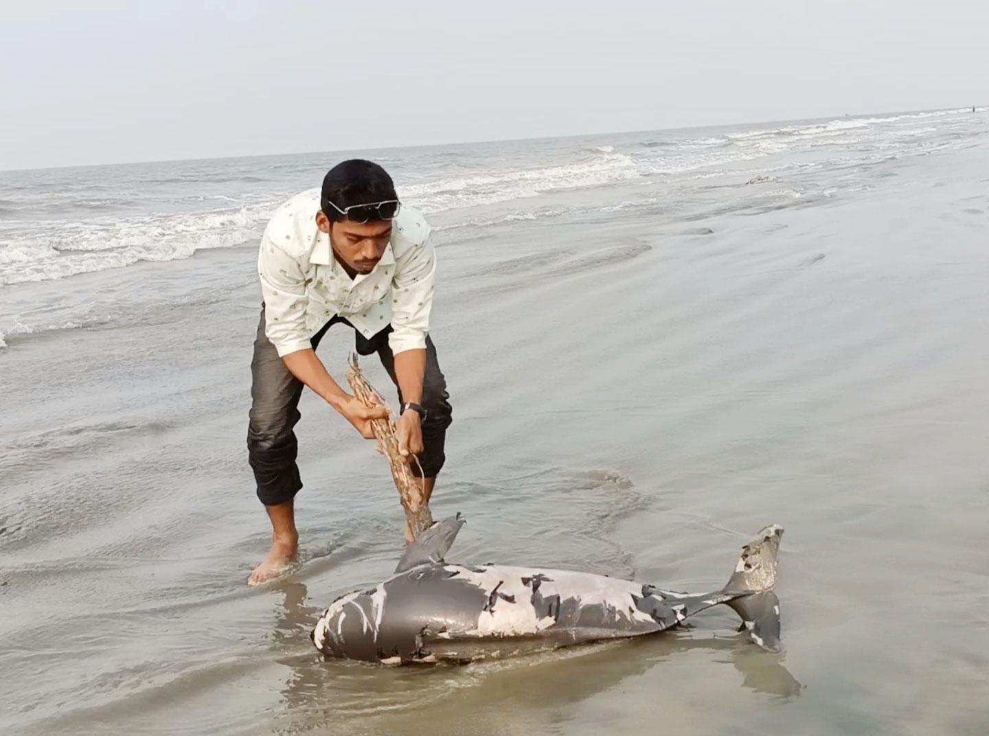 কুয়াকাটা সৈকতে ভেসে এসেছে মৃত ডলফিন